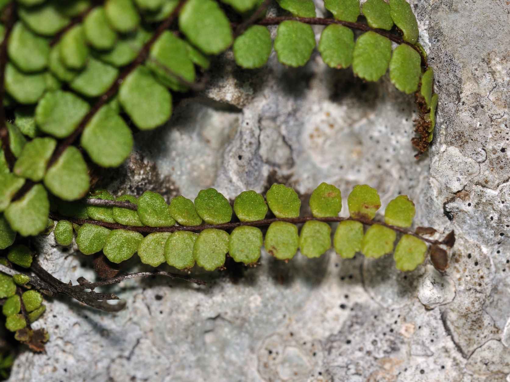 Asplenium trichomanes